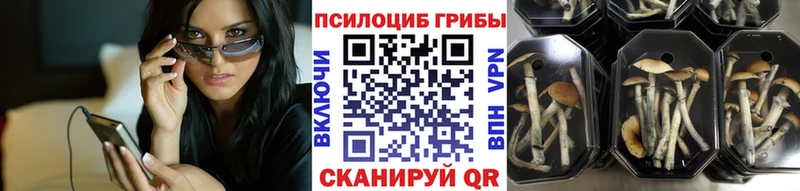 Купить закладки  Кашин  Галлюциногенные грибы MAGIC MUSHROOMS 